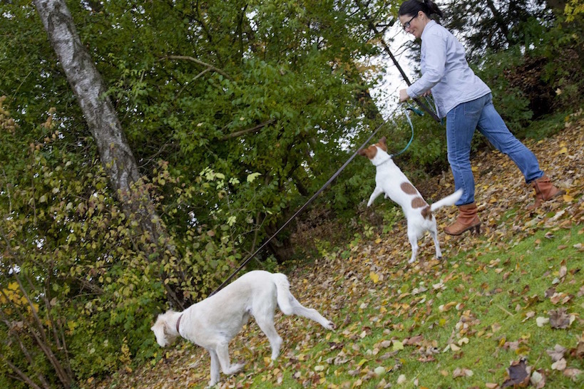 tierarzt notdienst kempten in 10