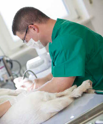 Zahnheilkunde in der Tierarzt Dr. Kai Rössler Hund und Katze sind hier auch Patienten - Tierarzt Dr. Kai Rössler